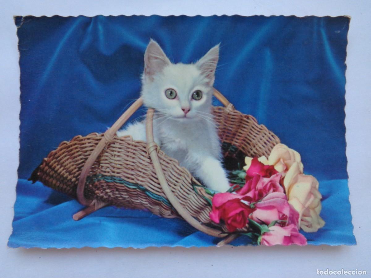 Postales: POSTAL CON GATITO Y FLORES. A&Ntilde;OS 50