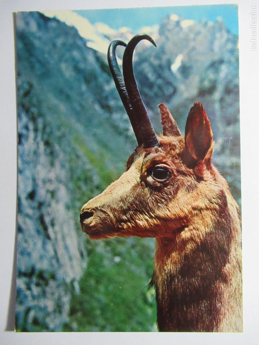 Postales: Postal Rebeco - Ed. Sicilia - Foto 1