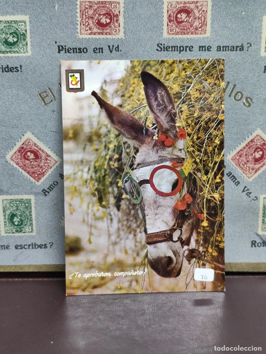 Postales: P4431 Postal Animales c&oacute;micos 16 Te aprobaron compa&ntilde;ero .Escudo de Oro