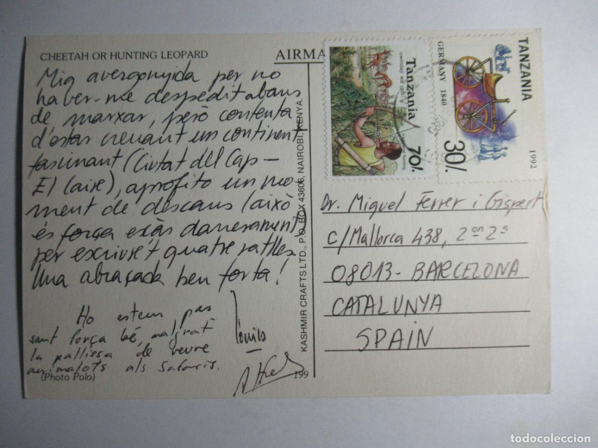 Postales: Cheetah or hunting Leopard - Leopardo - Foto 2