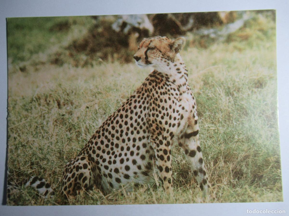 Postales: Cheetah or hunting Leopard - Leopardo - Foto 1