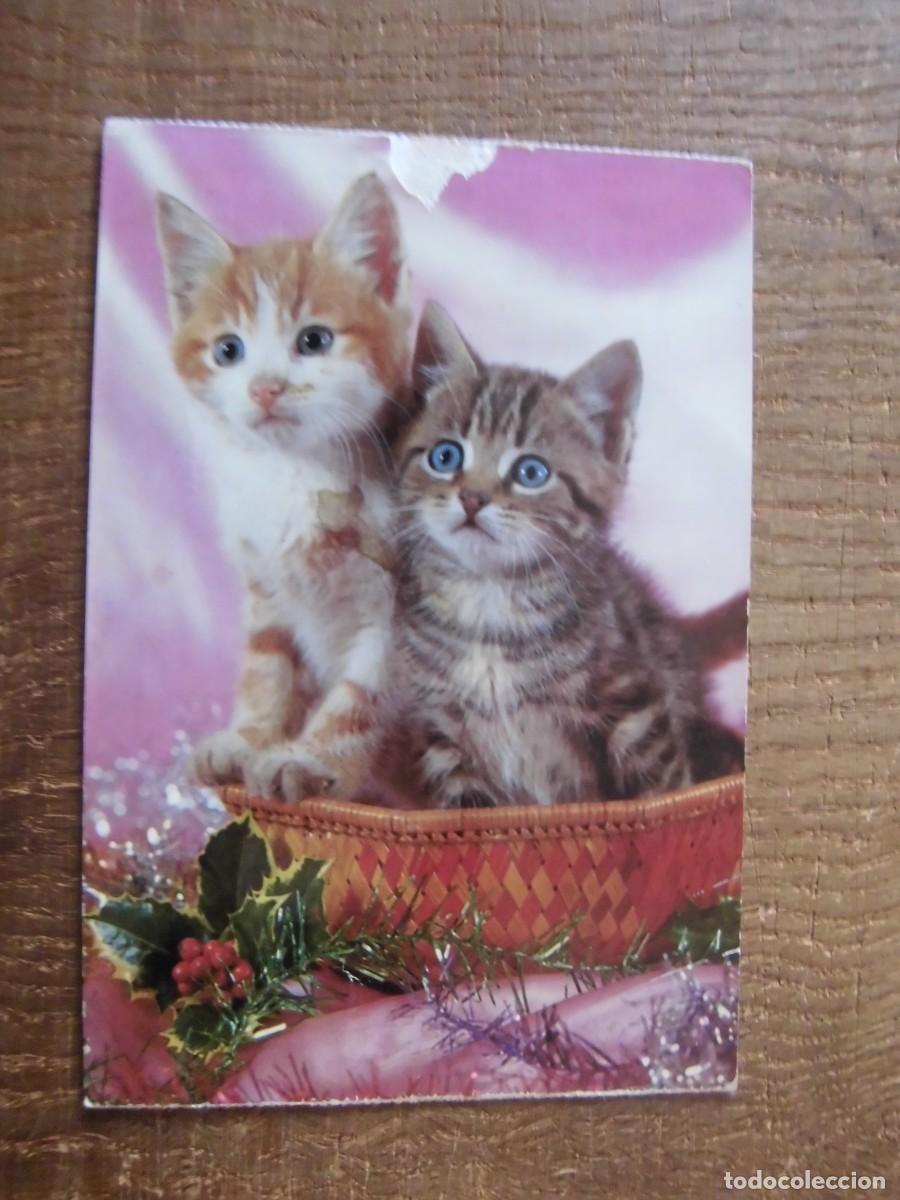 Postales: POSTAL GATOS EN CESTA - Foto 1