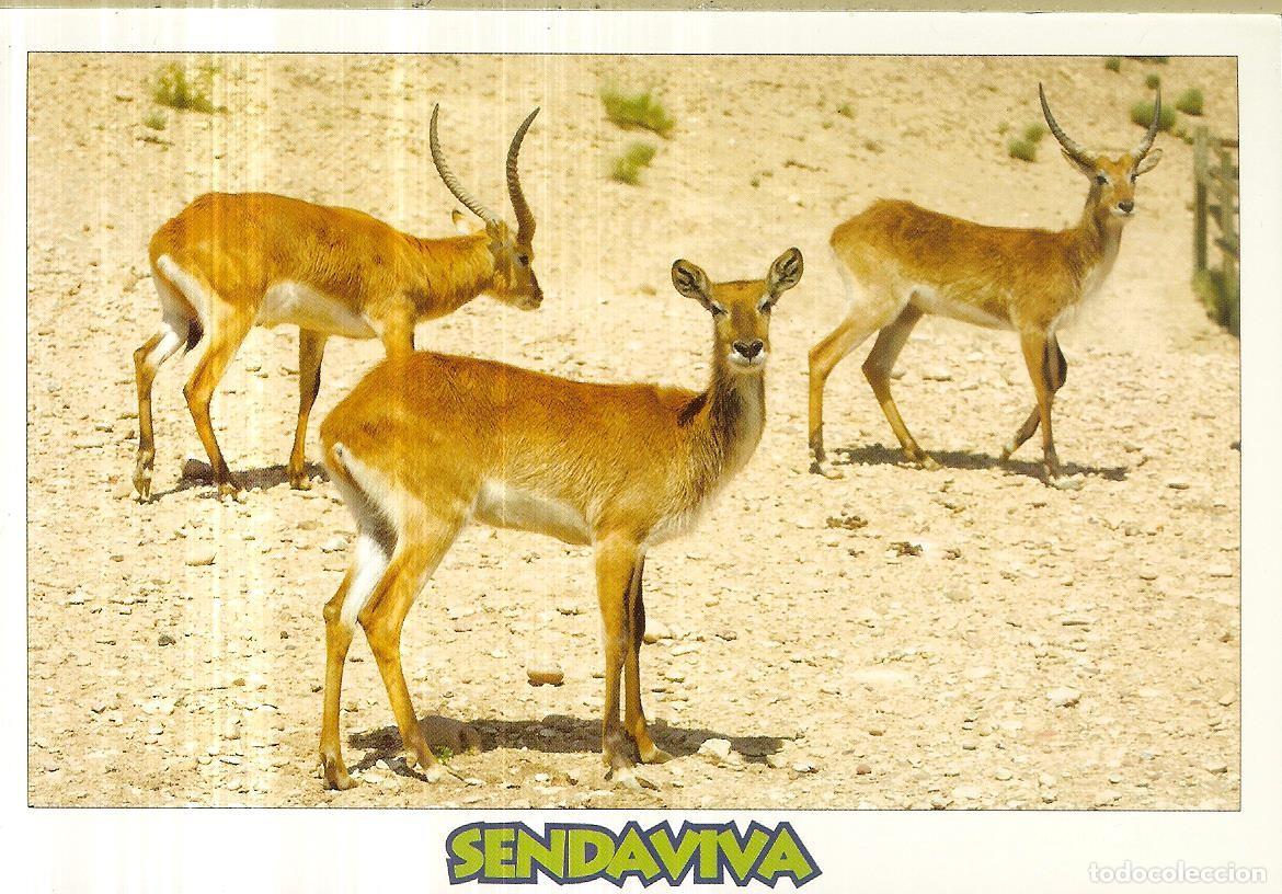 Postales: POSTAL - SENDAVIVA - NAVARRA - Foto 1