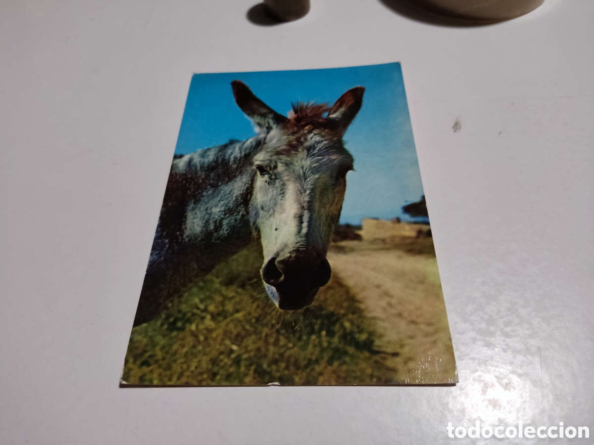Postales: Postal burro............ - Foto 1