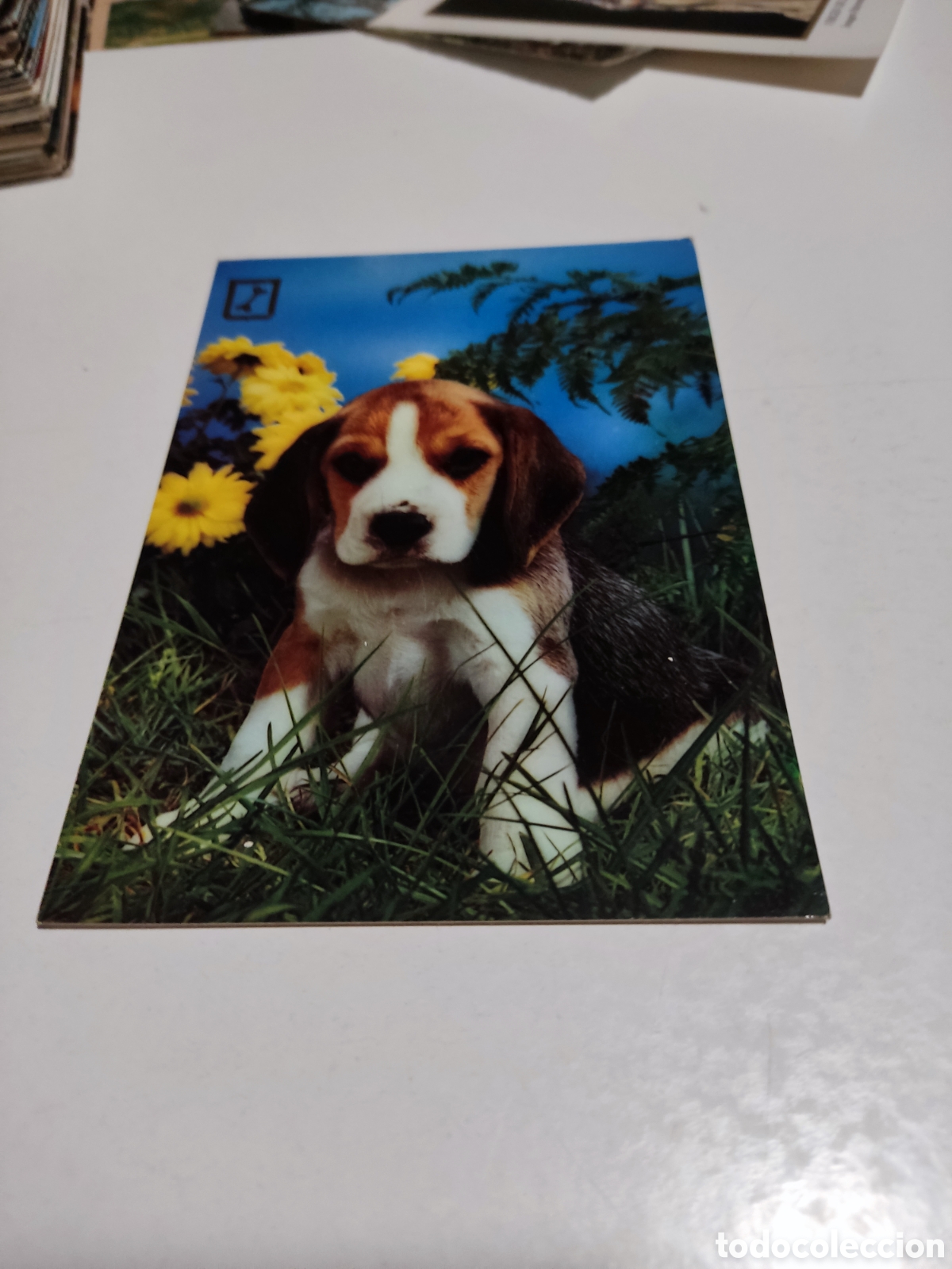 Cartes Postales: Postal serie perros.....