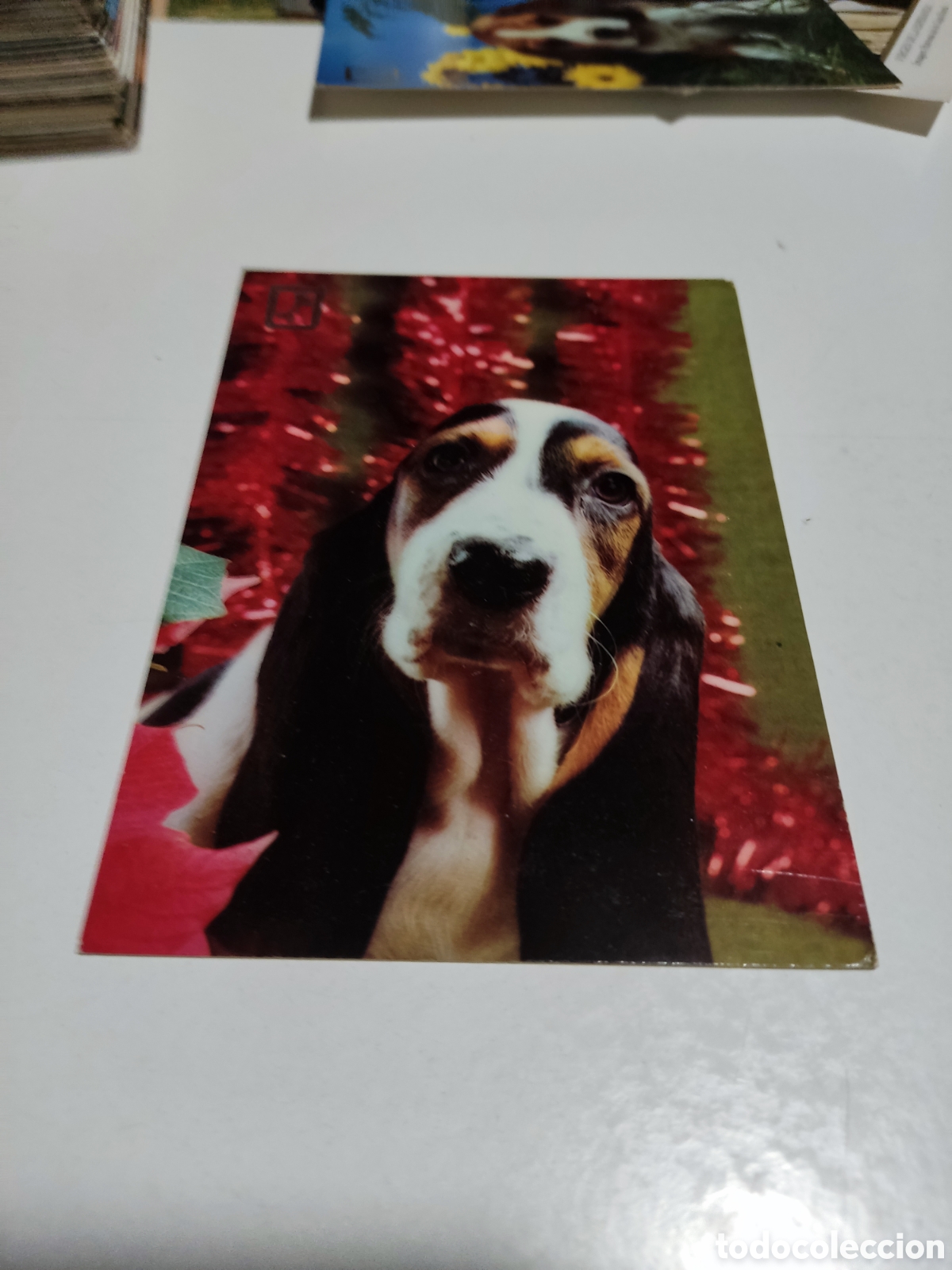 Cartes Postales: Postal serie perros ..