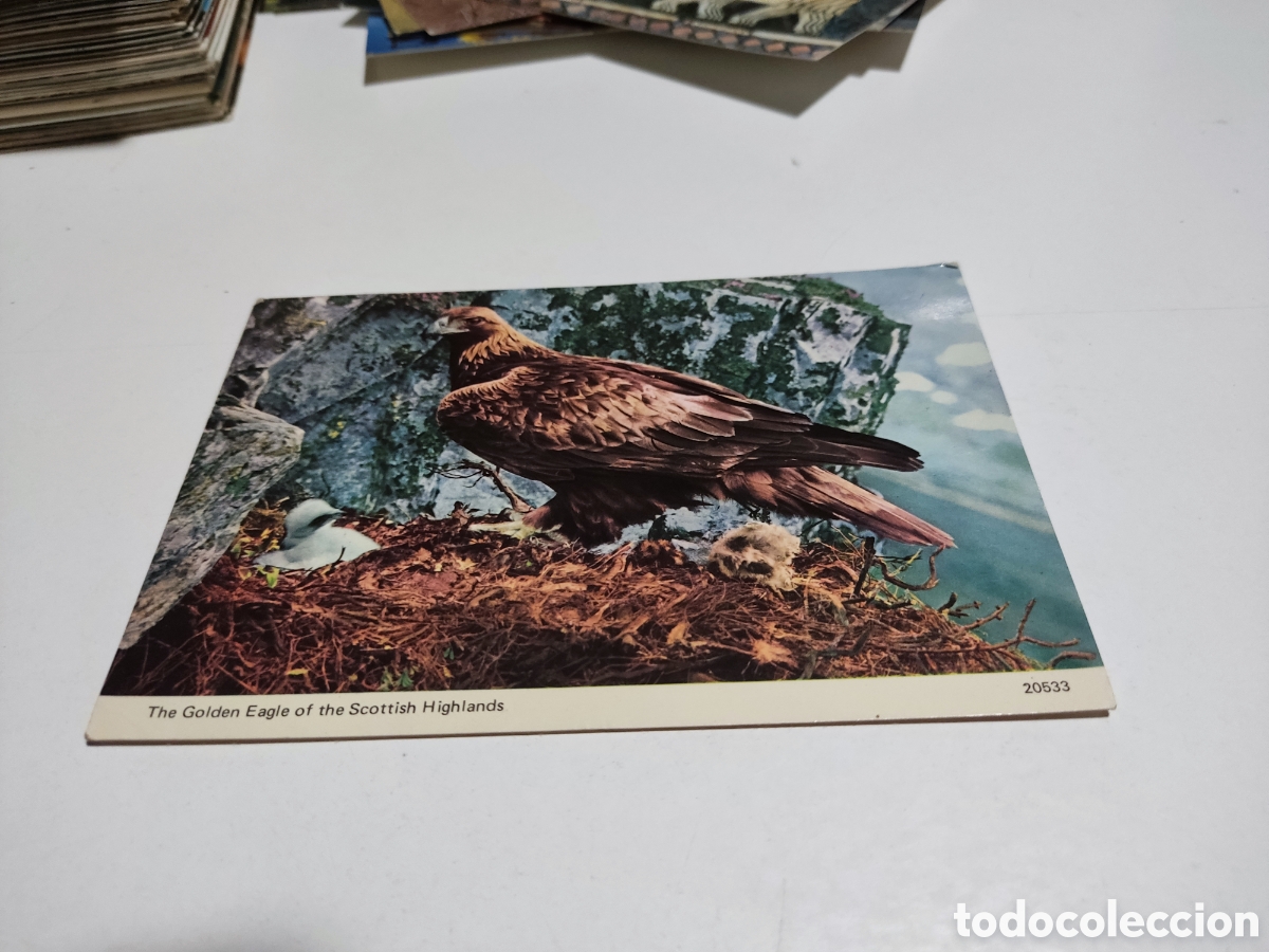 Postales: &Aacute;guila Real tierras de Escocia - Foto 1