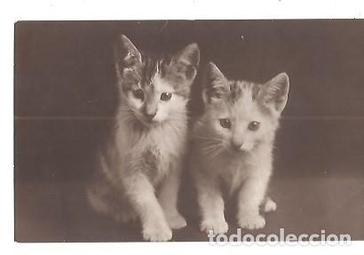 Postales: POST CARD TEMA GATOS 1918 - Foto 1