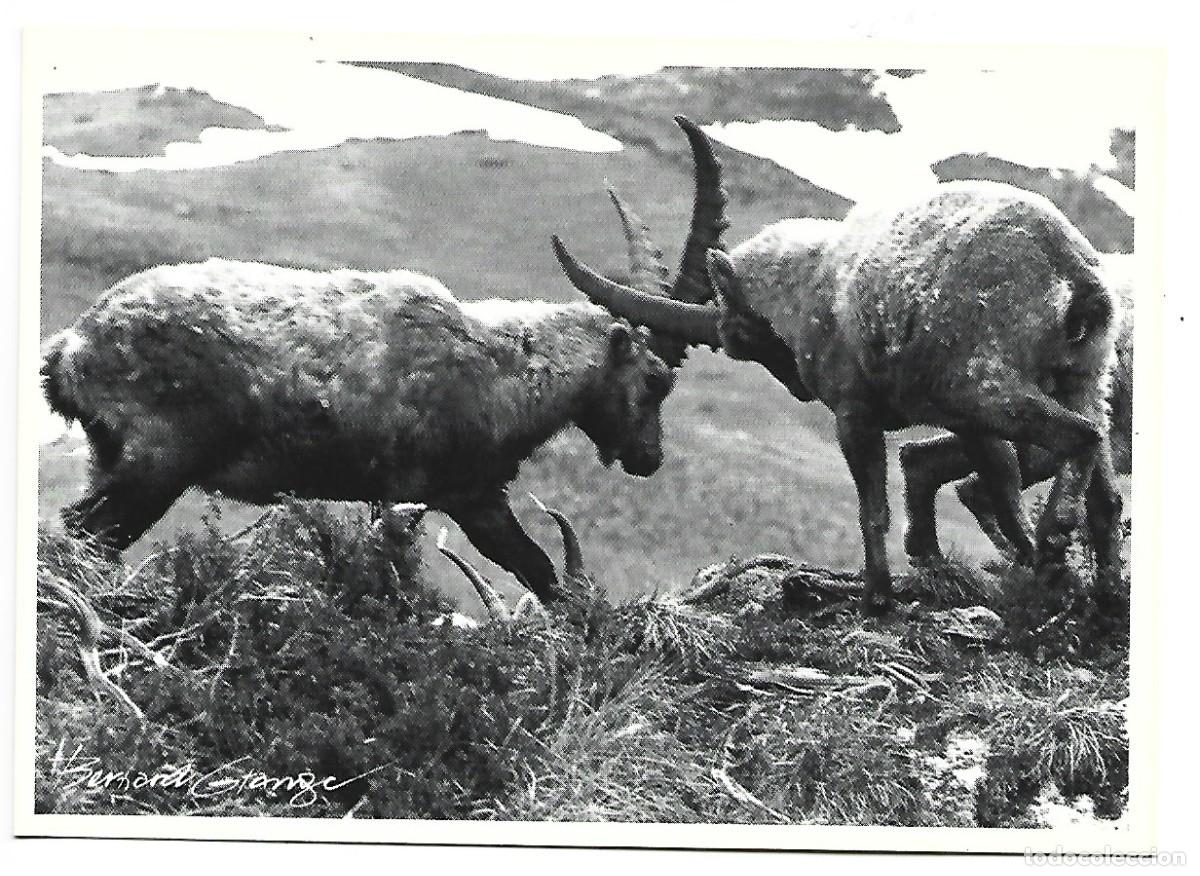 Postales: CABRA MONTES / CAPRA - Foto 1