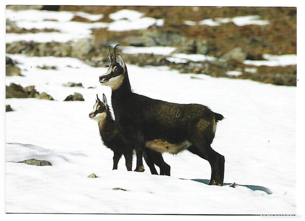 Postales: RUPICAPRA RUPICAPRA / GEMSE / CHAMOIS - Foto 1