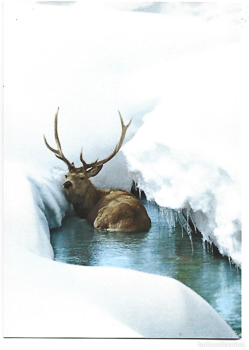 Postales: CERVUS ELAPHUS L. / ROTHIRSCH / CERF / STAG / HERT