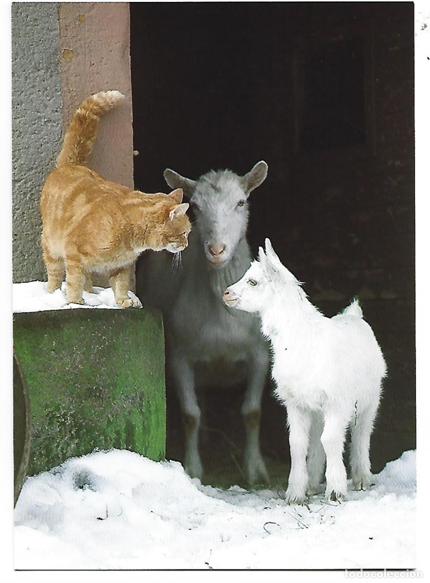 Postales: 2 CABRAS Y GATO EN LA GRANJA - Foto 1