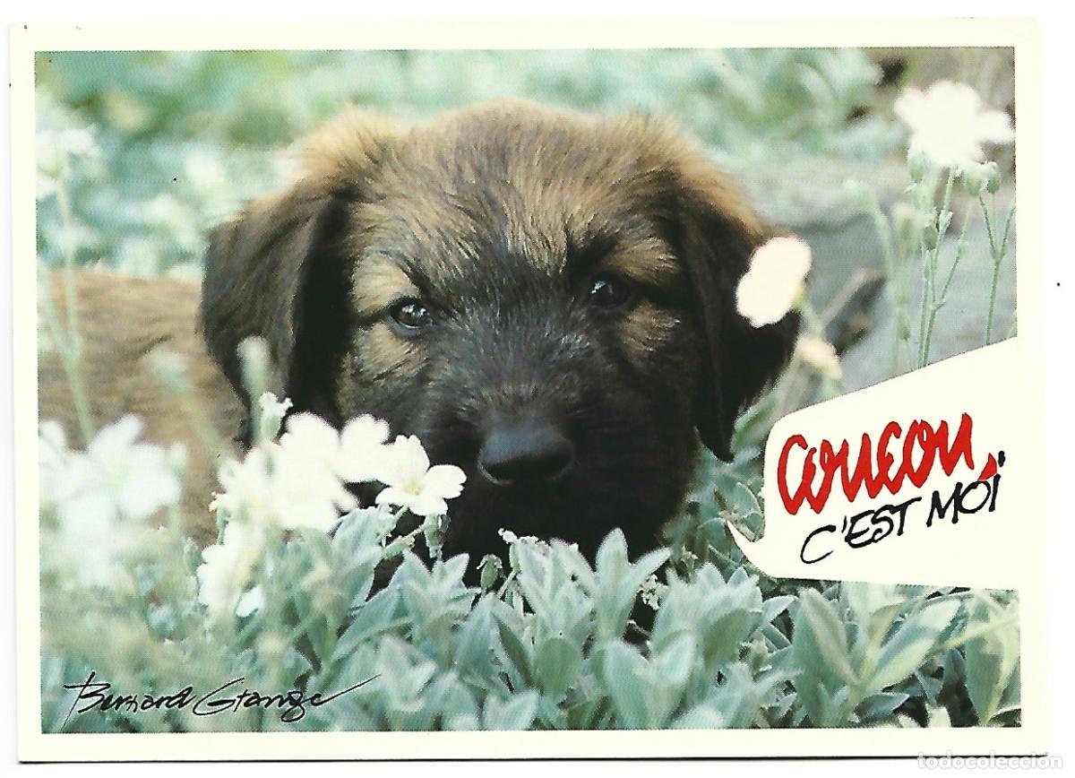 Postales: &rdquo; COUCOU C&acute;EST MOI &rdquo;.- PERRO - Foto 1