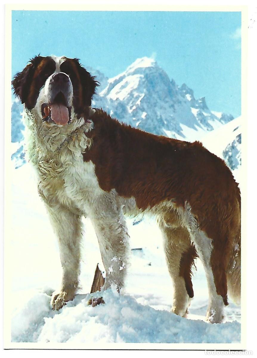 Postales: &rdquo; OLIVE &rdquo;.- ELEVAGE DU COL DU PETIT ST-BERNARD.- PERRO - Foto 1