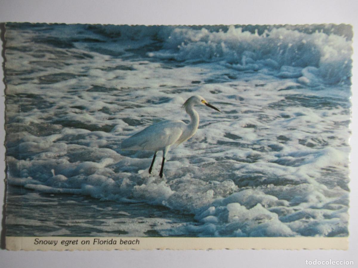Postales: Snowy egret on Florida beach - Foto 1