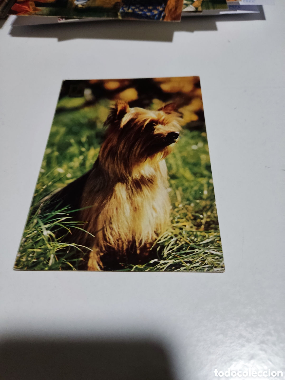 Postales: Postal perro........... - Foto 1