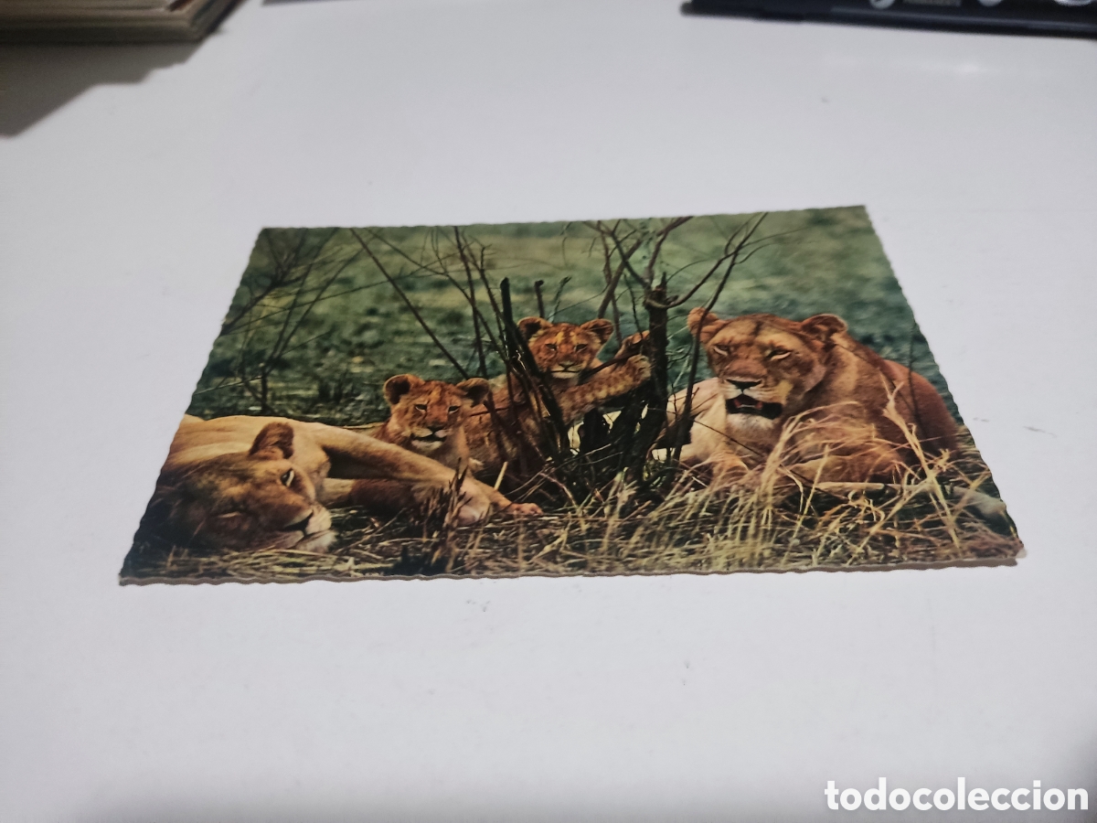 Postales: Postal leones.......,....... - Foto 1