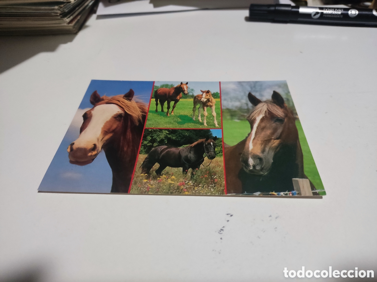 Postales: Postal caballos........ - Foto 1
