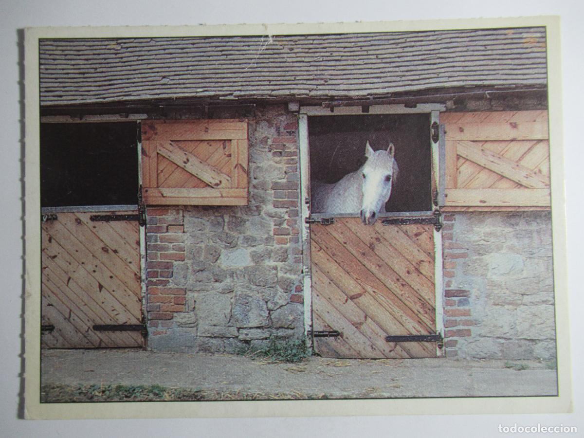 Postales: Postal caballo - S/C - Foto 1