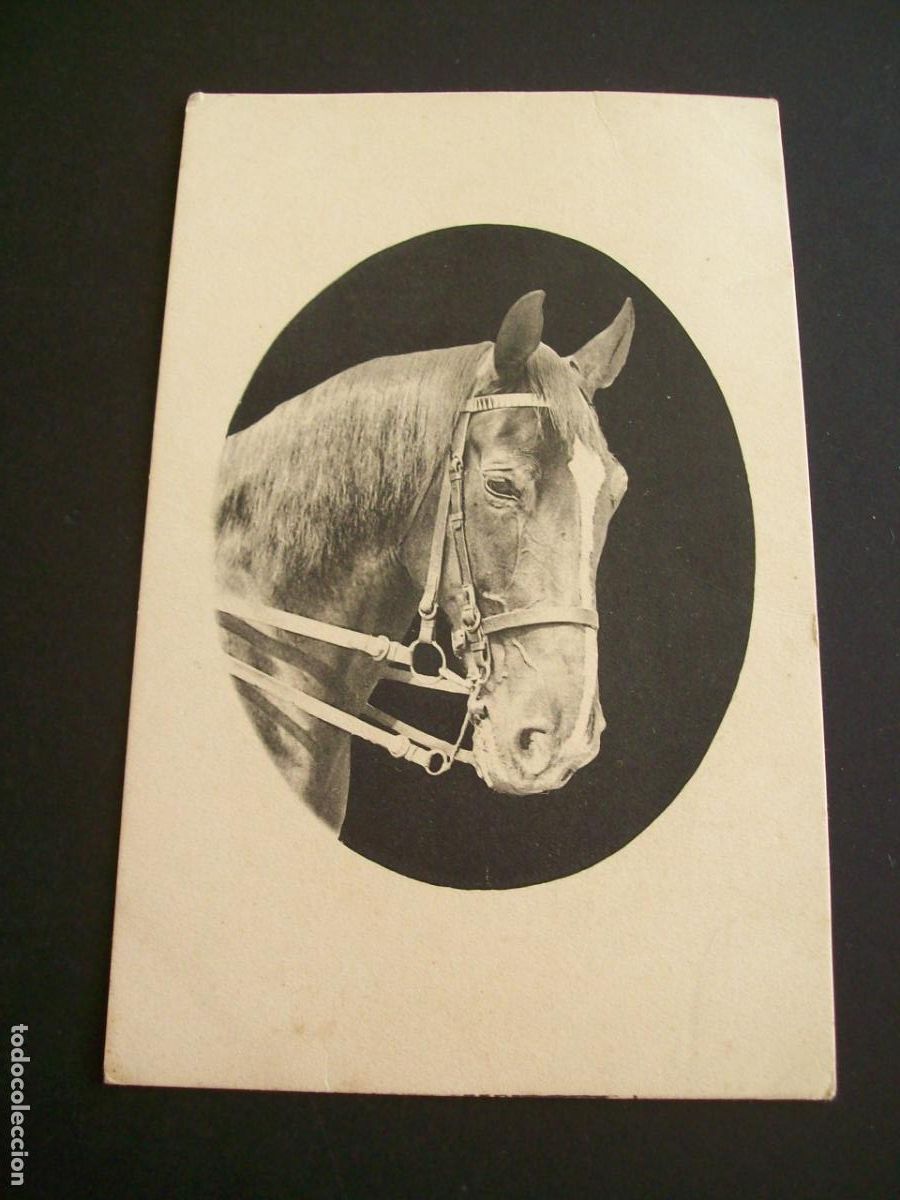 Postales: CABEZA DE CABALLO POSTAL - Foto 1