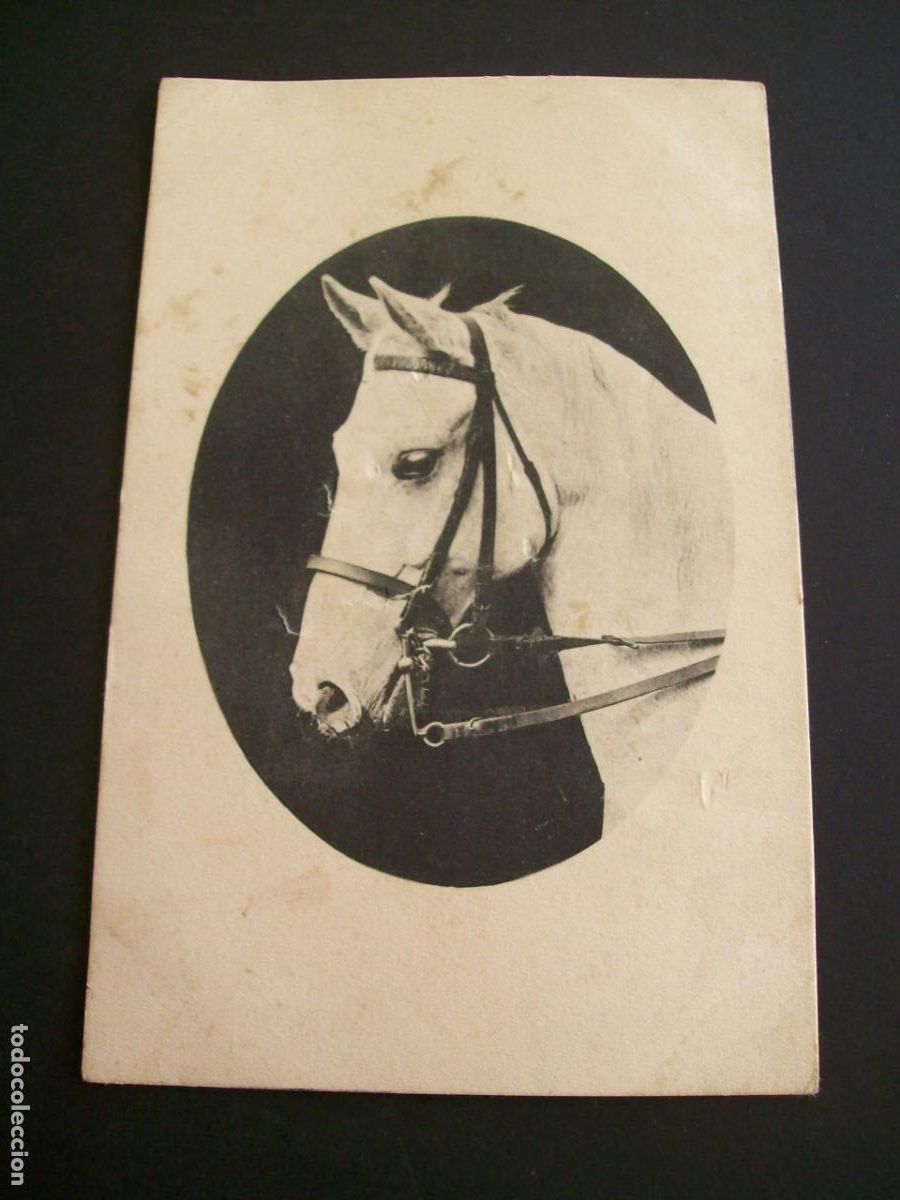 Postales: CABEZA DE CABALLO POSTAL - Foto 1