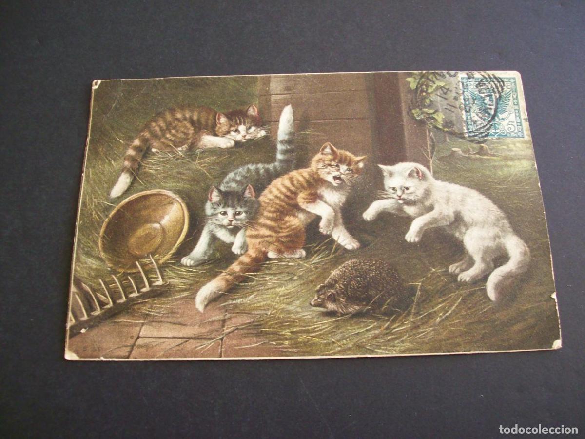 Postales: GATOS CON ERIZO POSTAL - Foto 1