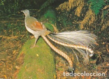 Postcards: Australia & Marcofilia, El P&aacute;jaro Lira, genus Menura, Reigate England 2003 (6688)