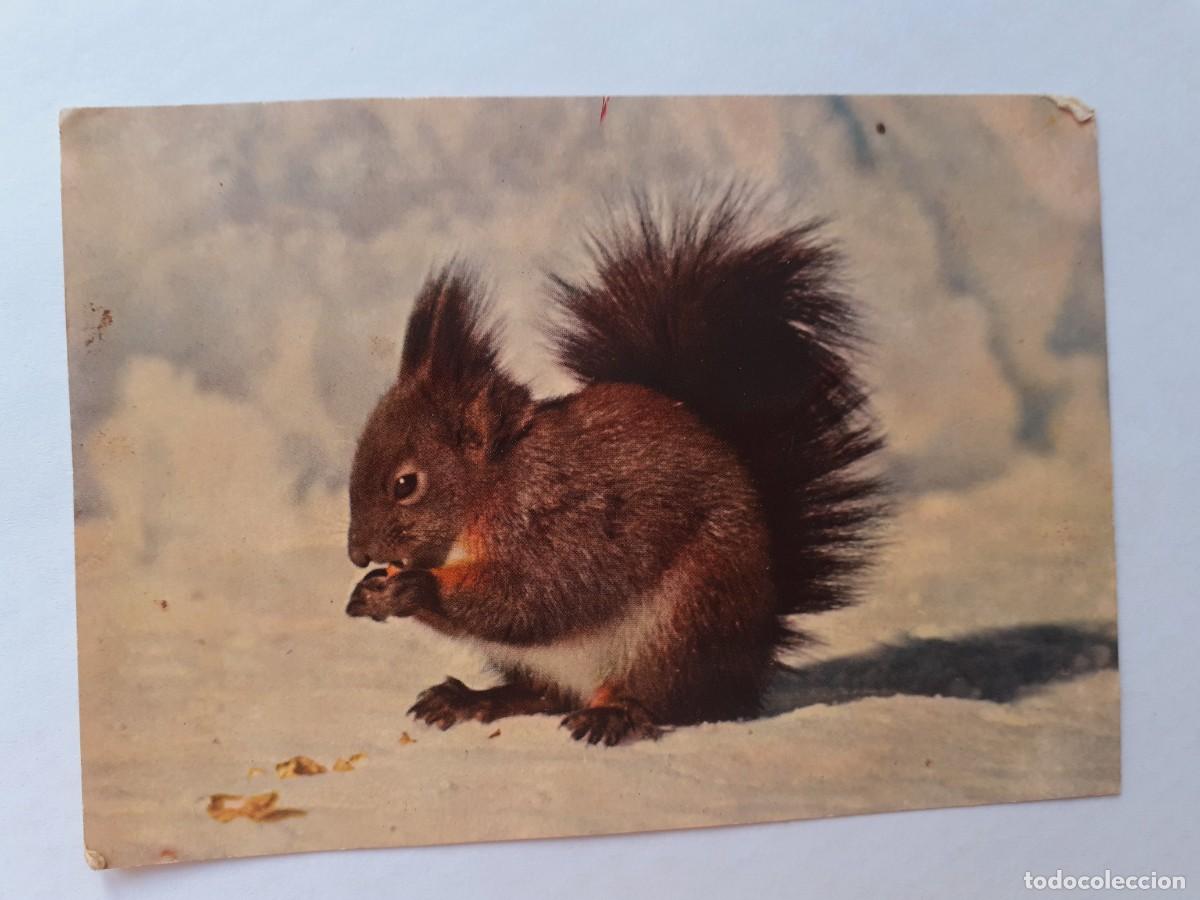Postales: POSTAL - ARDILLA - S/C - Foto 1