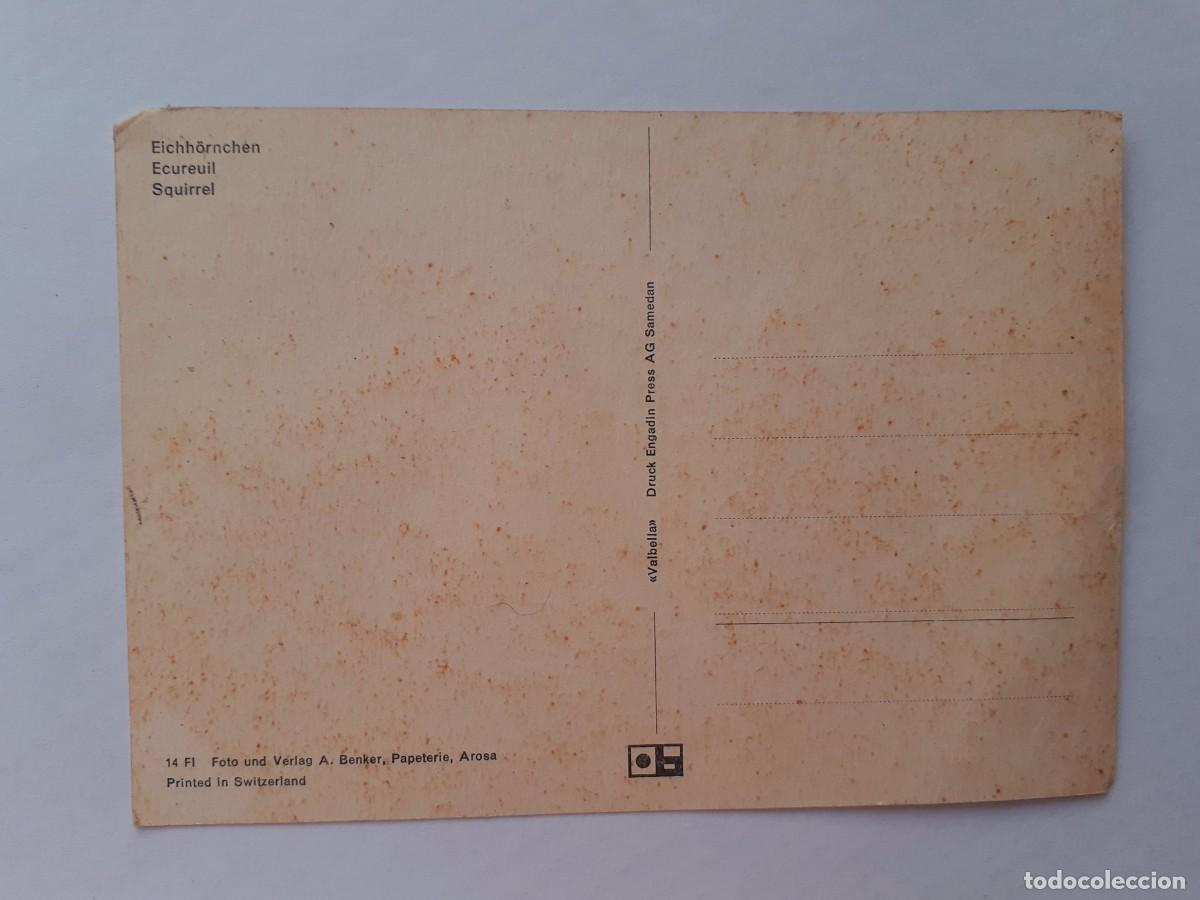Postales: POSTAL - ARDILLA - S/C - Foto 2