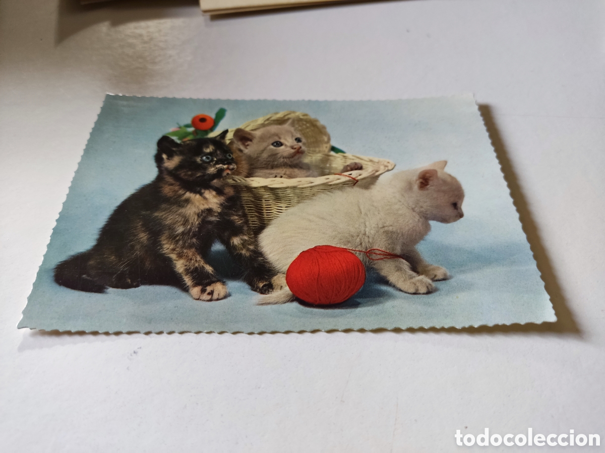 Postales: Postal animales gatos - Foto 1