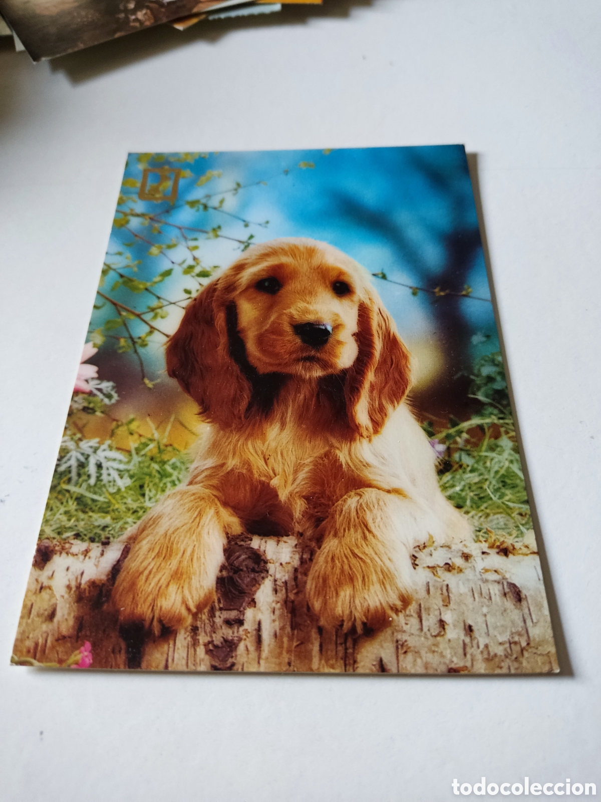 Postales: Postal animales perro - Foto 1
