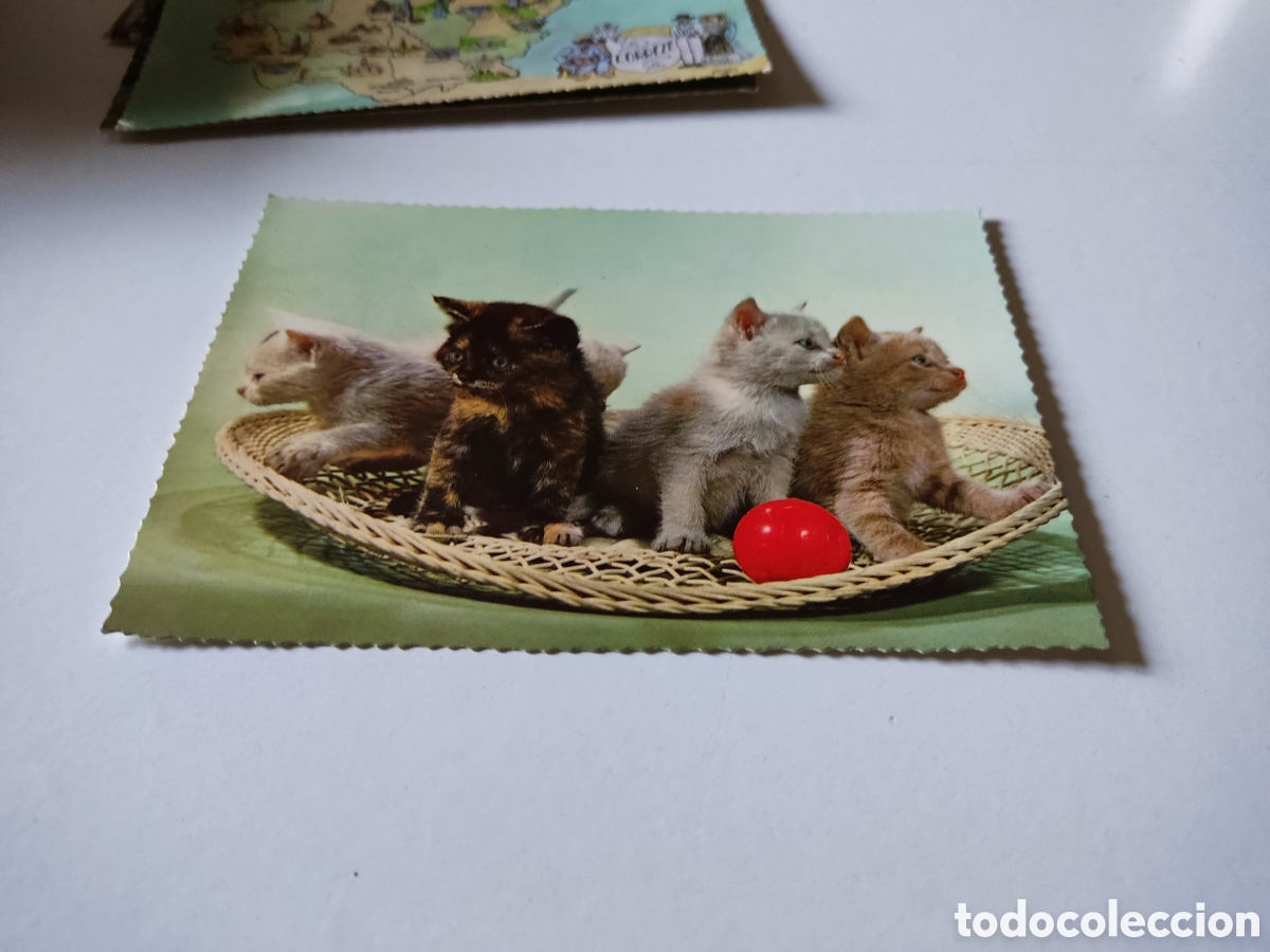 Postales: Postal animales gatos - Foto 1