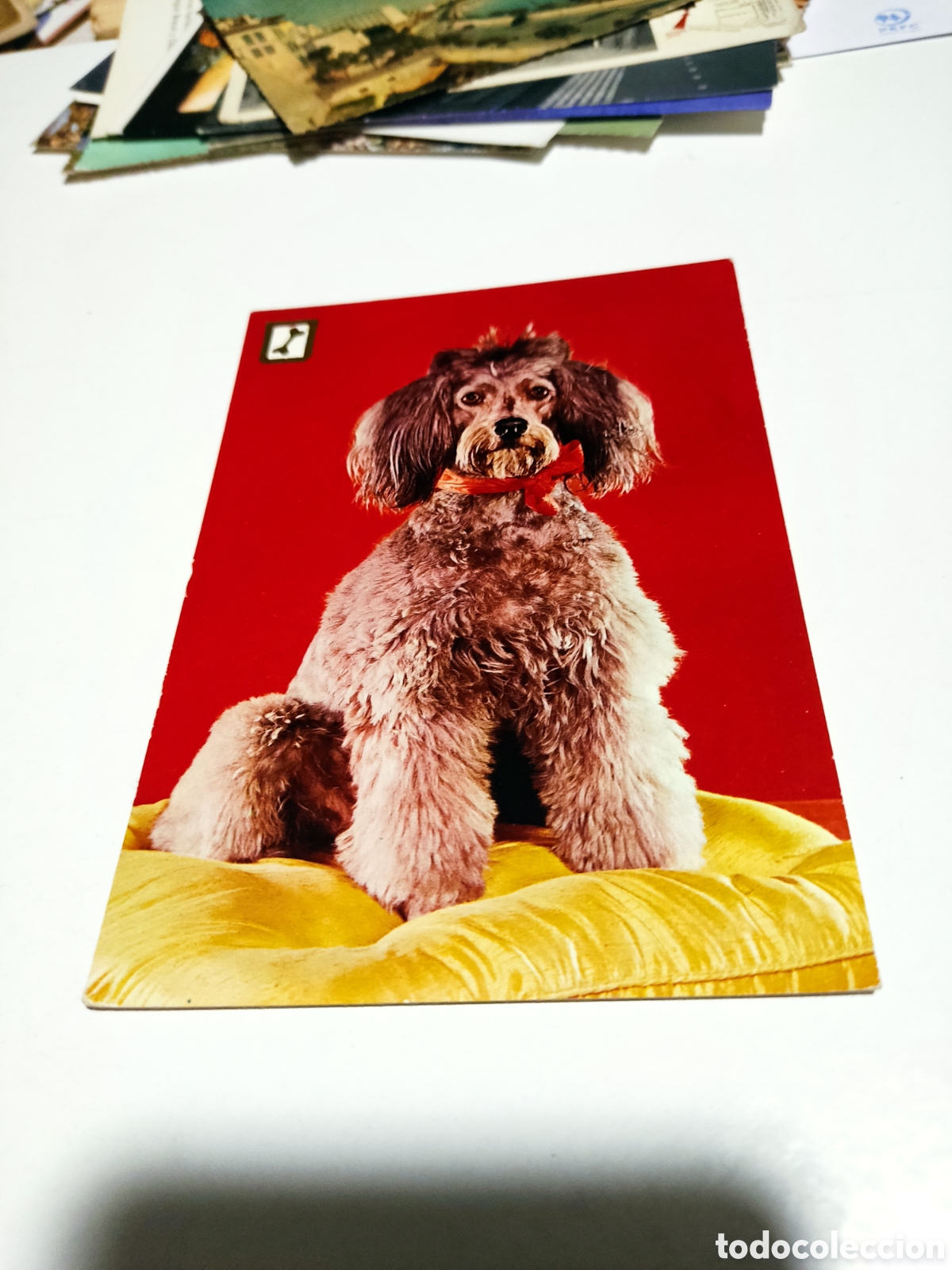 Postales: Postal animales perro - Foto 1
