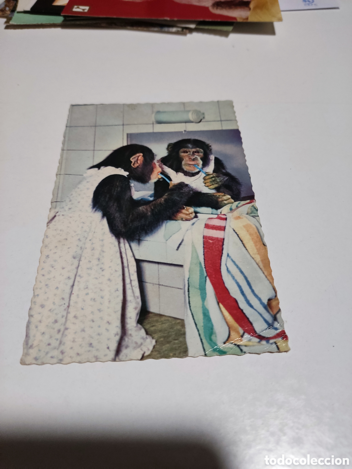 Postales: Postal animales chimpanc&eacute; - Foto 1