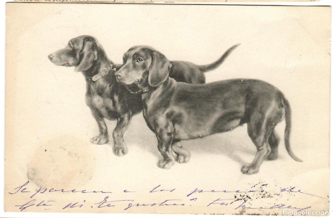 Postcards: Postal. 2 Perros salchicha. escrita. Vell i Bell