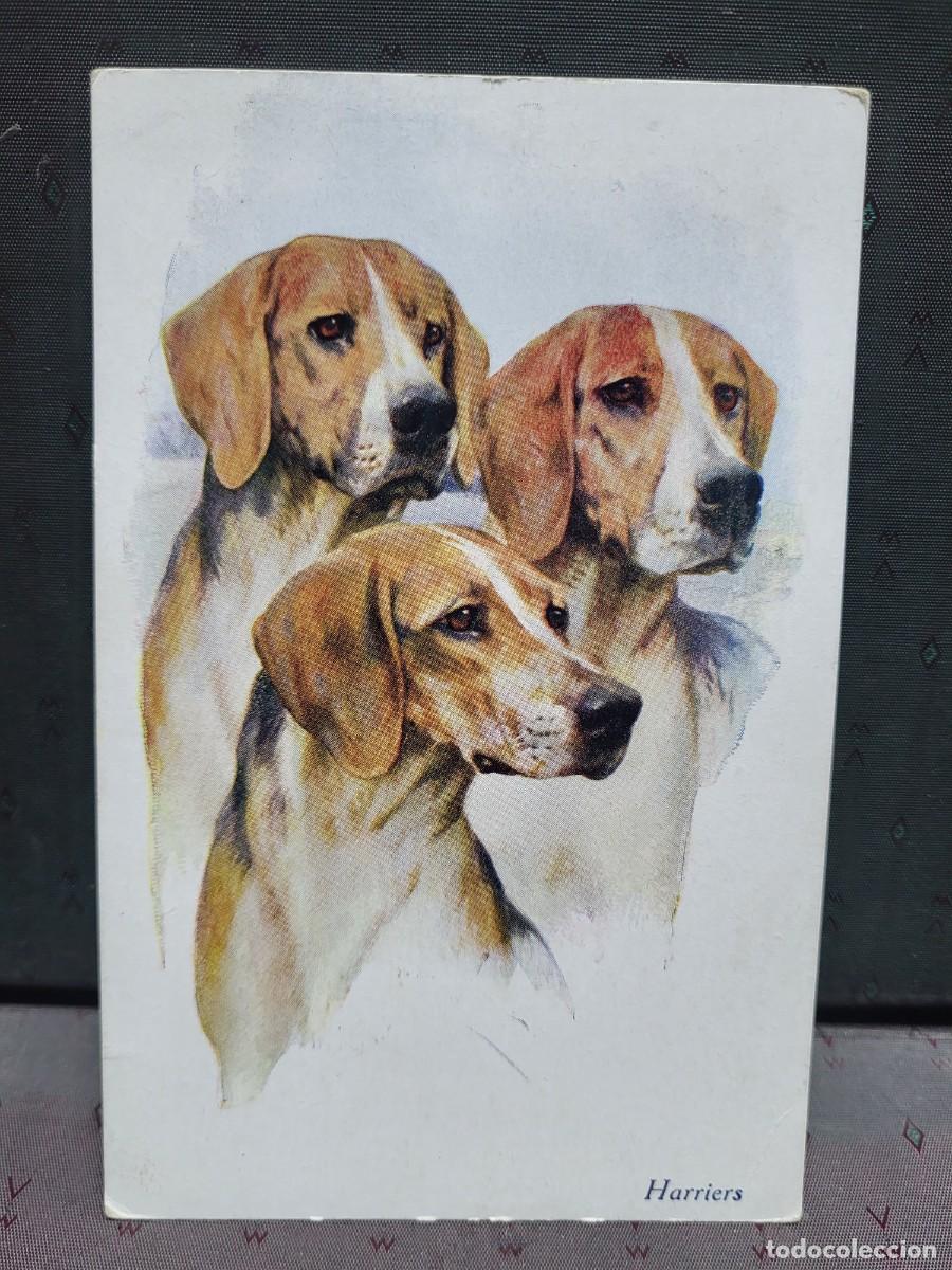 Postales: ANTIGUA POSTAL PERROS HARRIERS 1919 - Foto 1