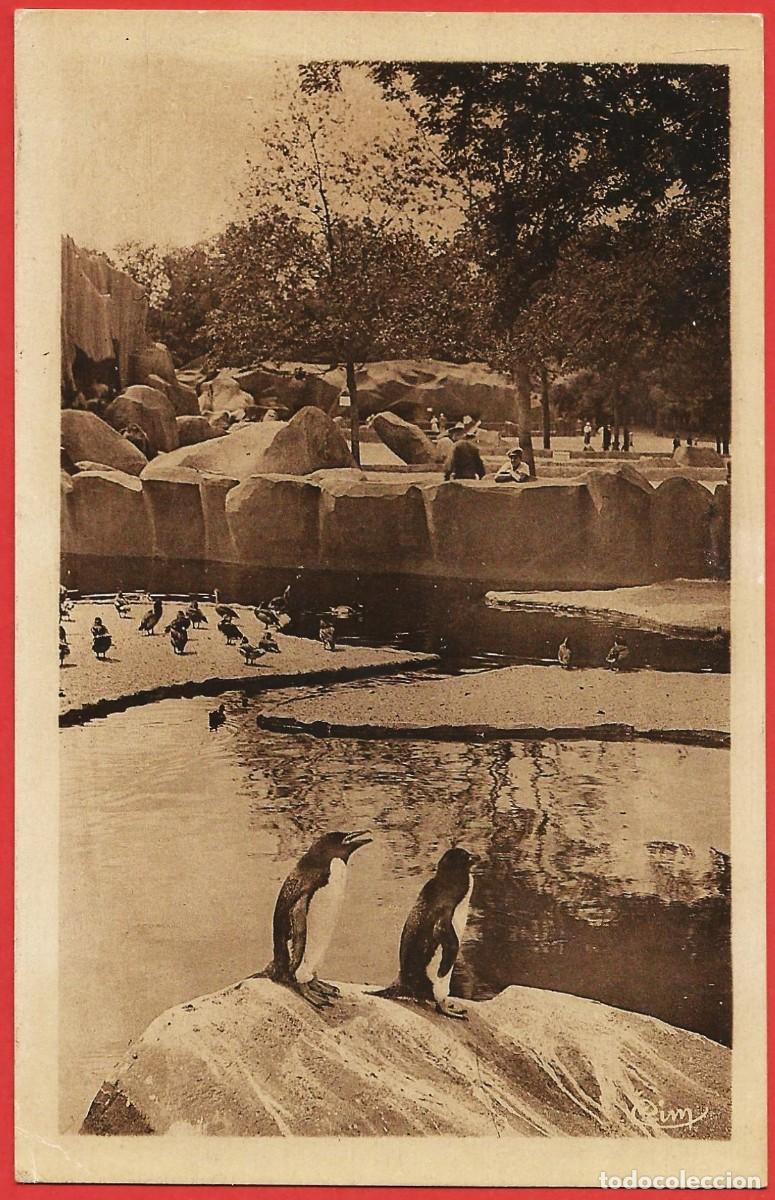 Postcards: Ping&uuml;inos en el Parque zool&oacute;gico de Vincennes ( Francia : Valle del Marne - 94 )