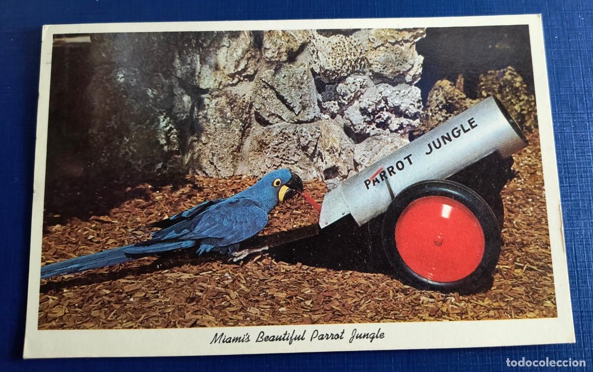 Postales: DIVERTIDA POSTAL DE LORO ( PARROT JUNGLE) - SIN CIRCULAR - Foto 1