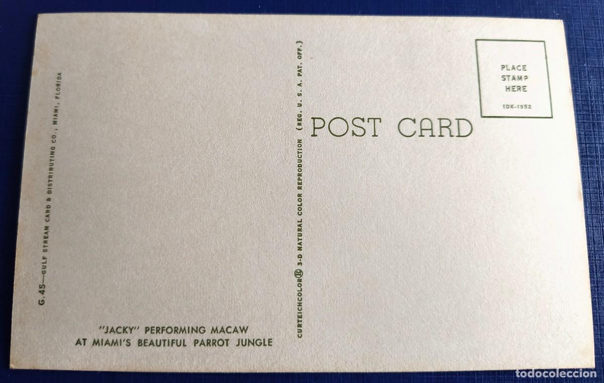 Postales: DIVERTIDA POSTAL DE LORO ( PARROT JUNGLE) - SIN CIRCULAR - Foto 2