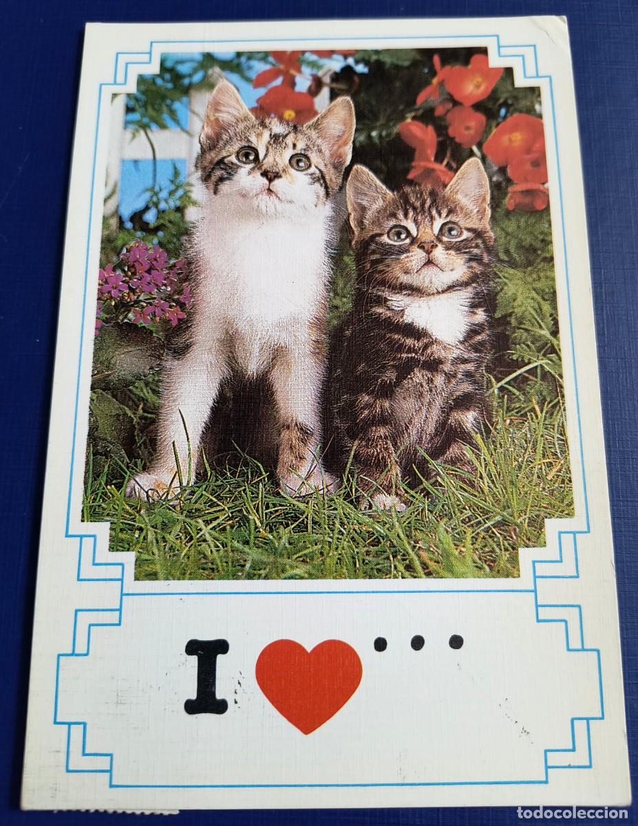 Postales: POSTAL DE GATITOS CON CORAZ&Oacute;N / CIRCULADA - Foto 1