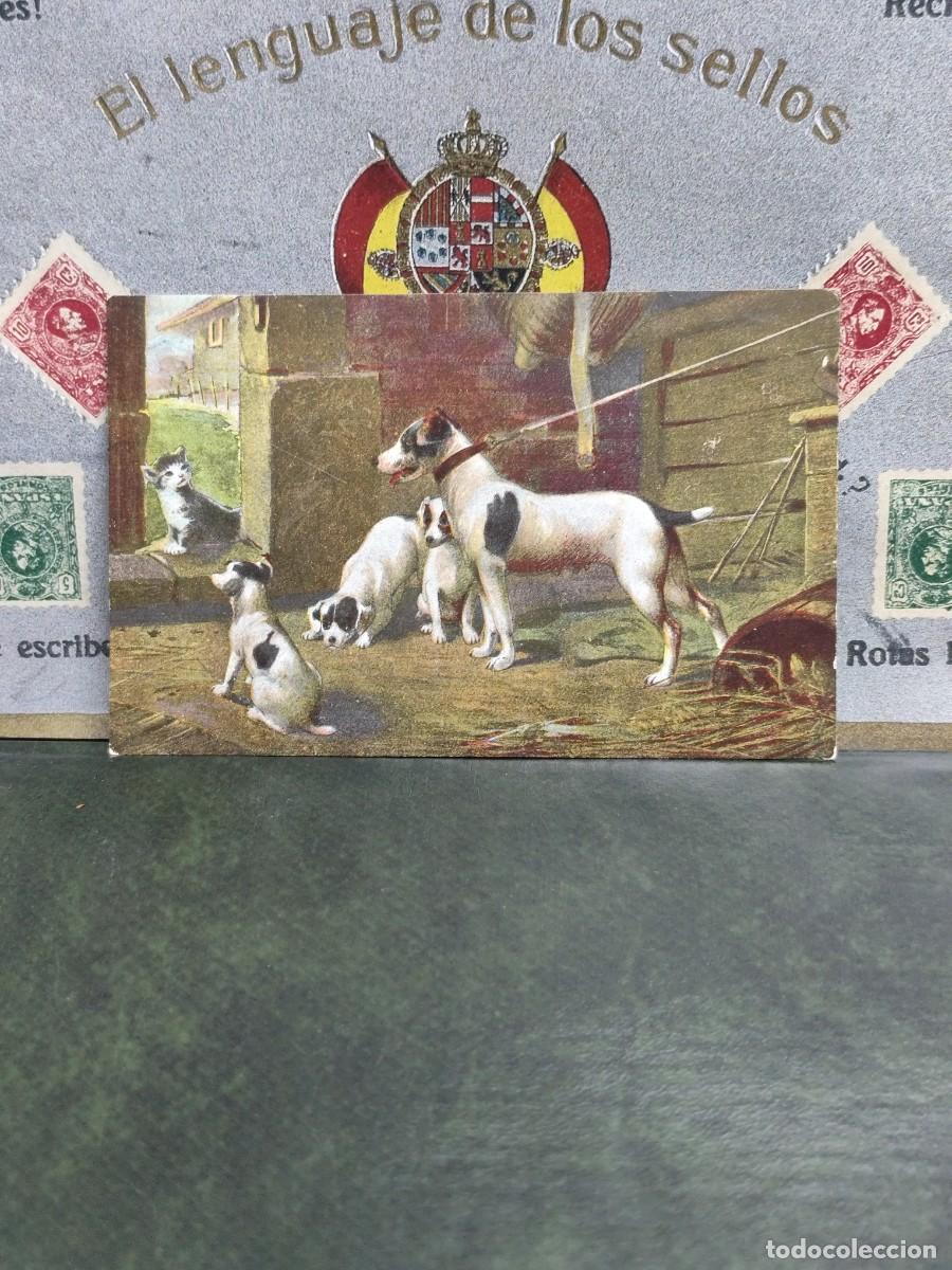 Postales: PA 465 Postal Perros y gato - Foto 1