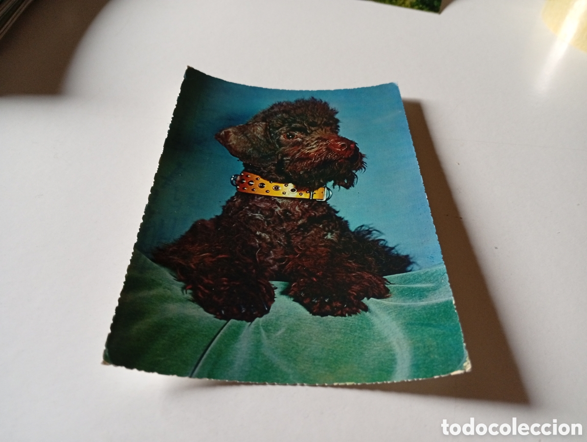 Postales: Postal animales perro - Foto 1