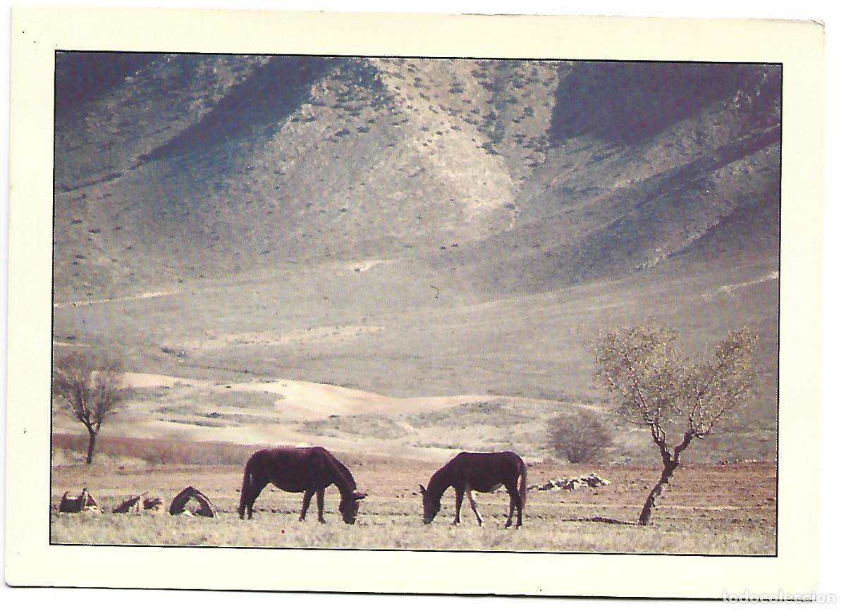 Postales: &rdquo; CABALLOS &rdquo;.- ESPA&Ntilde;A - SPAIN - Foto 1