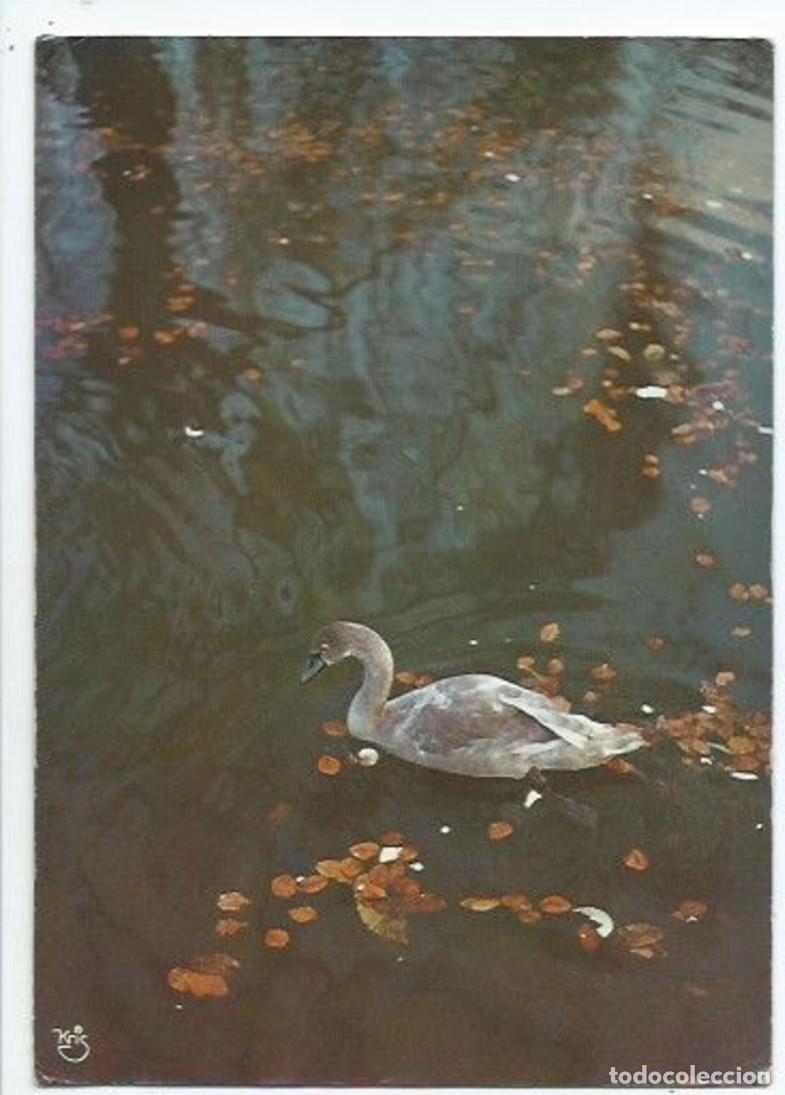 Postcards: CISNE EN EL LAGO.- ROMANTIC PICTURES.- (KRIS)