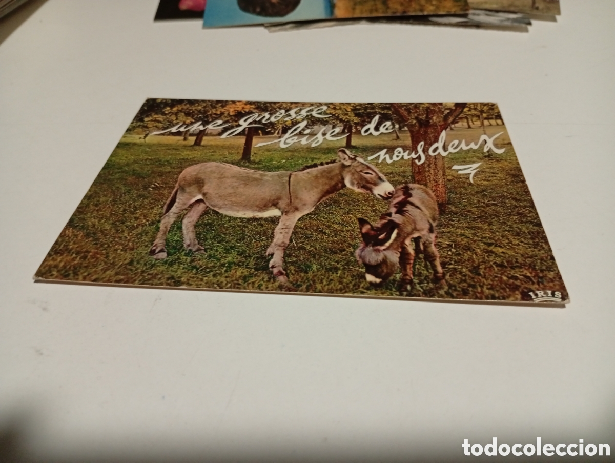 Postales: Postal animales burros - Foto 1