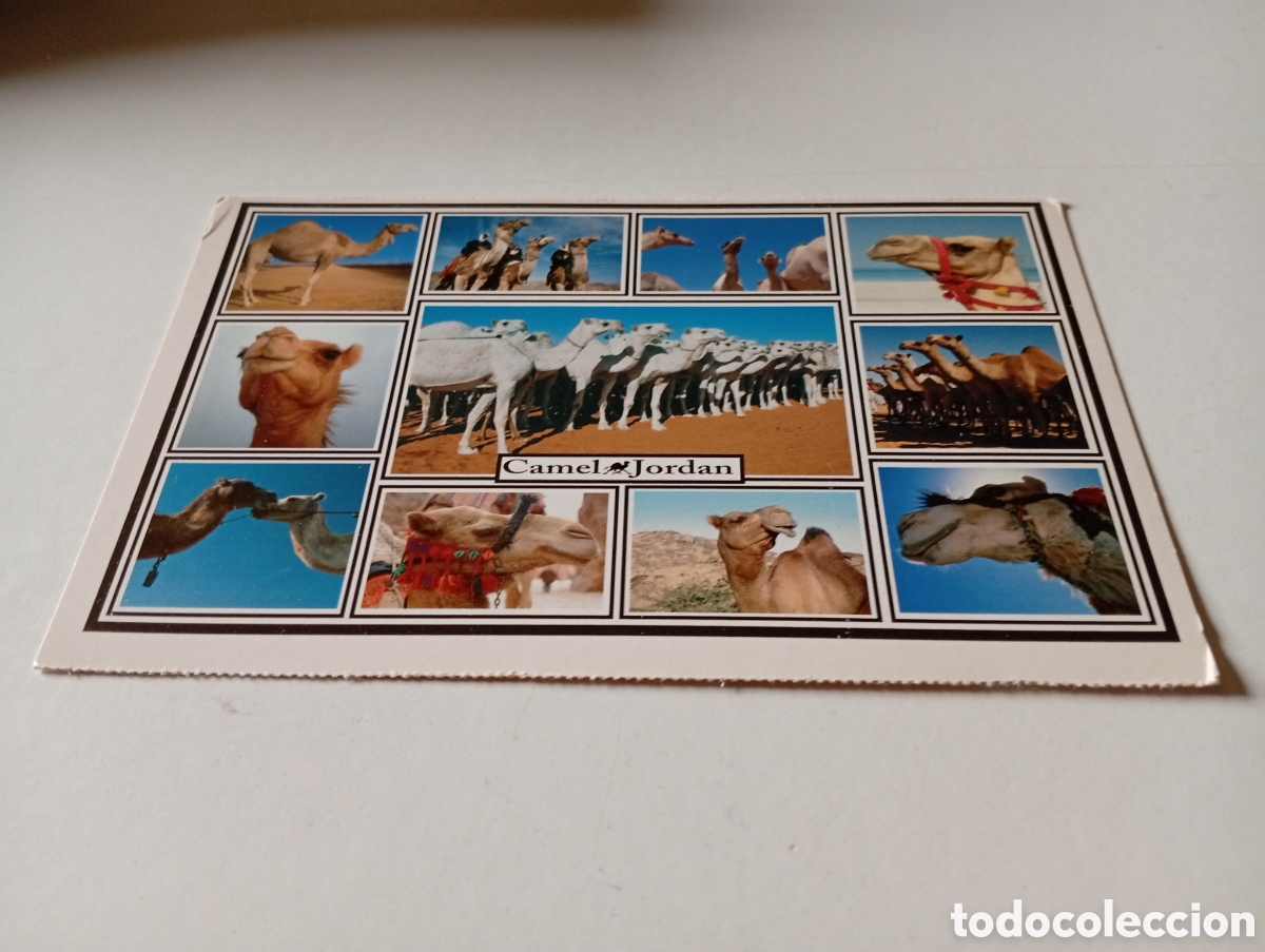 Postales: Postal camellos Jordan - Foto 1
