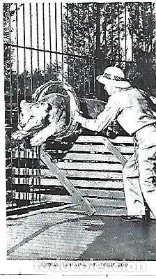 Postcards: Estados Unidos ** y Zool&oacute;gico de St Louis 1944, Entrenamiento de leones por Jules Jacot (66688)