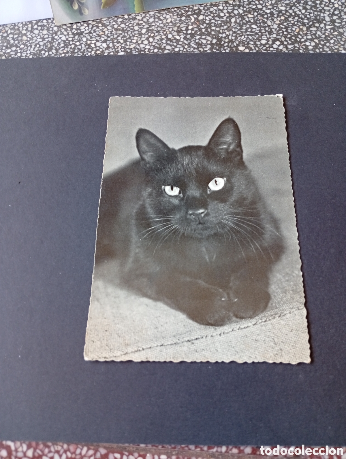Postais: Postal Gato negro .....