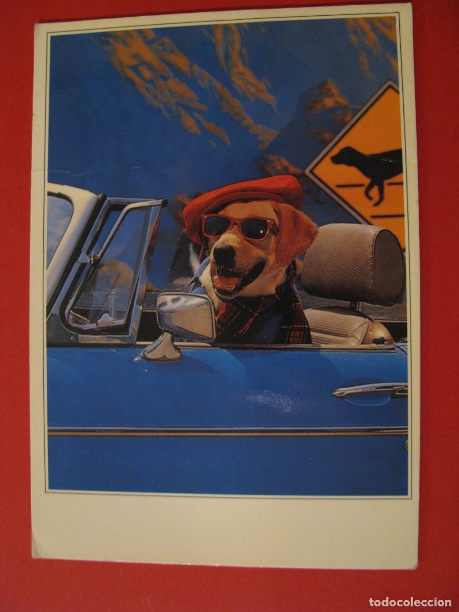 Postales: POSTAL DE ED. DISTRIMATGE. PERRO CON GAFAS. - Foto 1