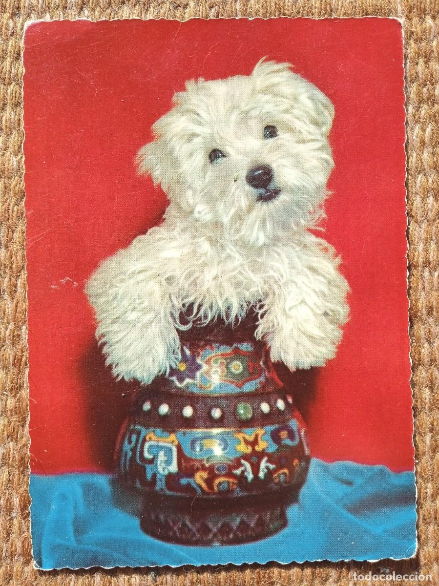 Postales: PERRITO EN JARRON........... - Foto 1